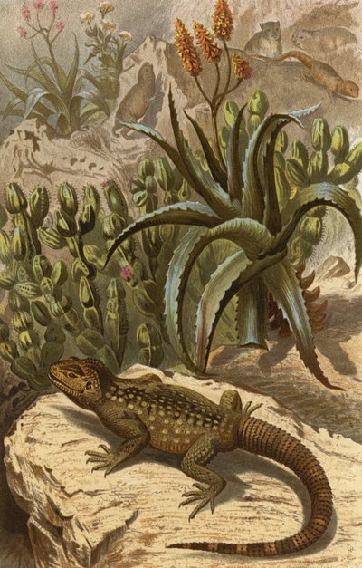 Lagarto espinoso de European School